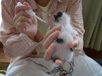 手のひらサイズ