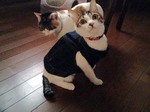 似合うかにゃ?