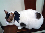 違和感なし!