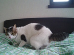 ボヘボヘッ!