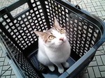 好きなんです、カゴ♪