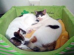 う・・ん・・にゃにぃ〜?