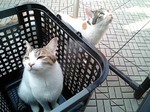 ほぇ〜♪