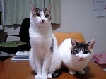 元気ですにゃー。