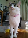 どうかにゃ?