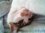 ぐやじぃにゃー。