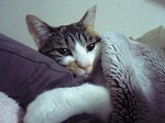起きたくないニャ・・。