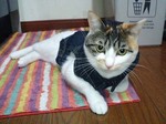 どうかにゃ?