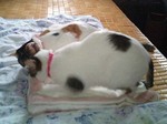 おねーちゃん何してるの?!